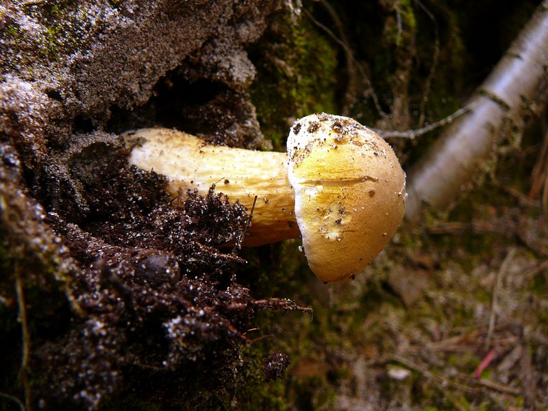2012-07-Mycologie au Mesle avec la SMF